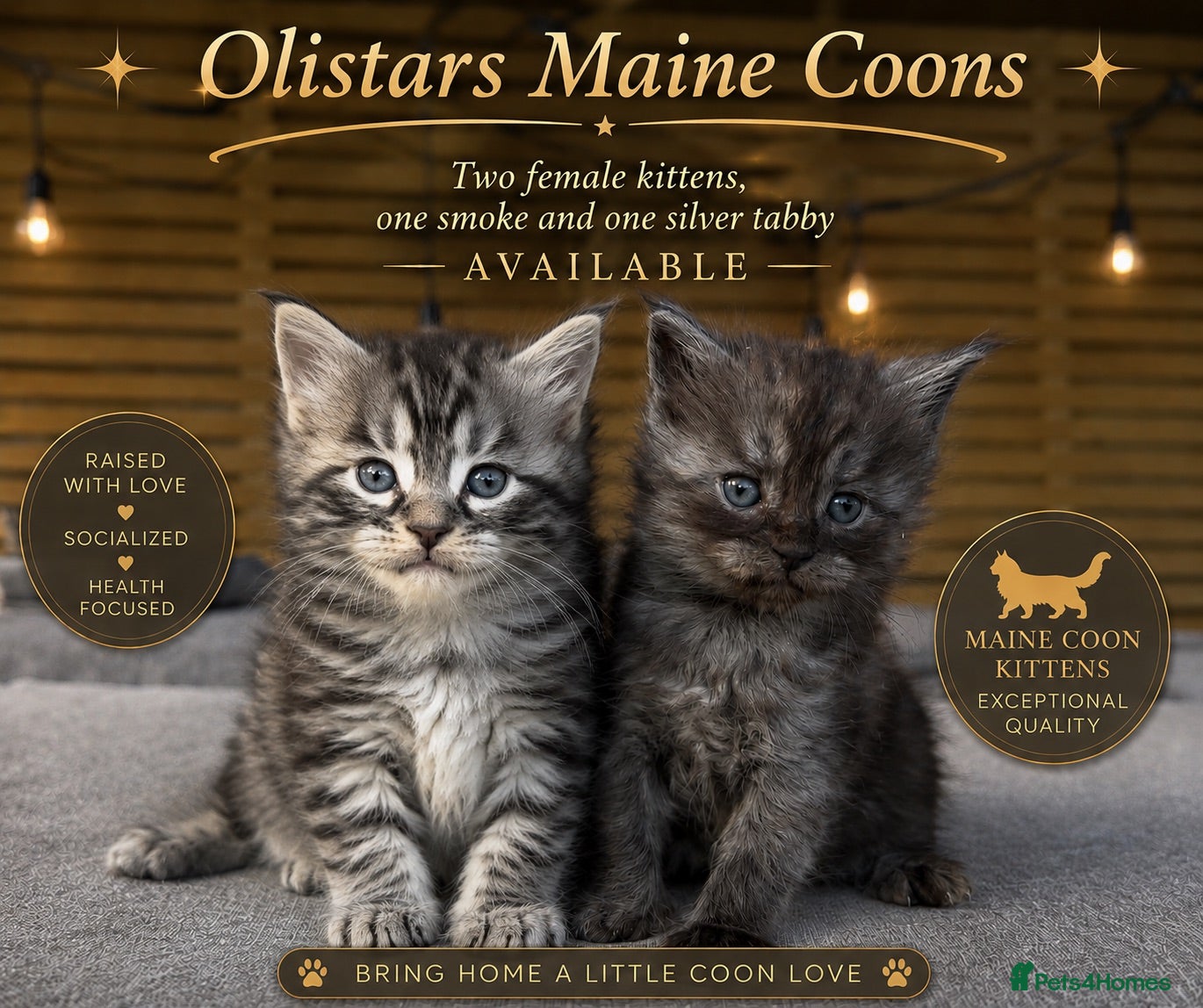 Maine Coon cats Ready 18th August - deposit secures  - Advert 1