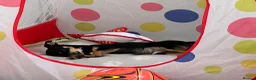 Jack Chi dogs for sale: Rory  in Rotherham - Advert 5