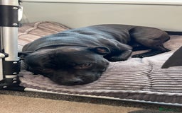 Staffordshire Bull Terrier dogs for stud: Staffordshire Bull Terrier  - Image 3