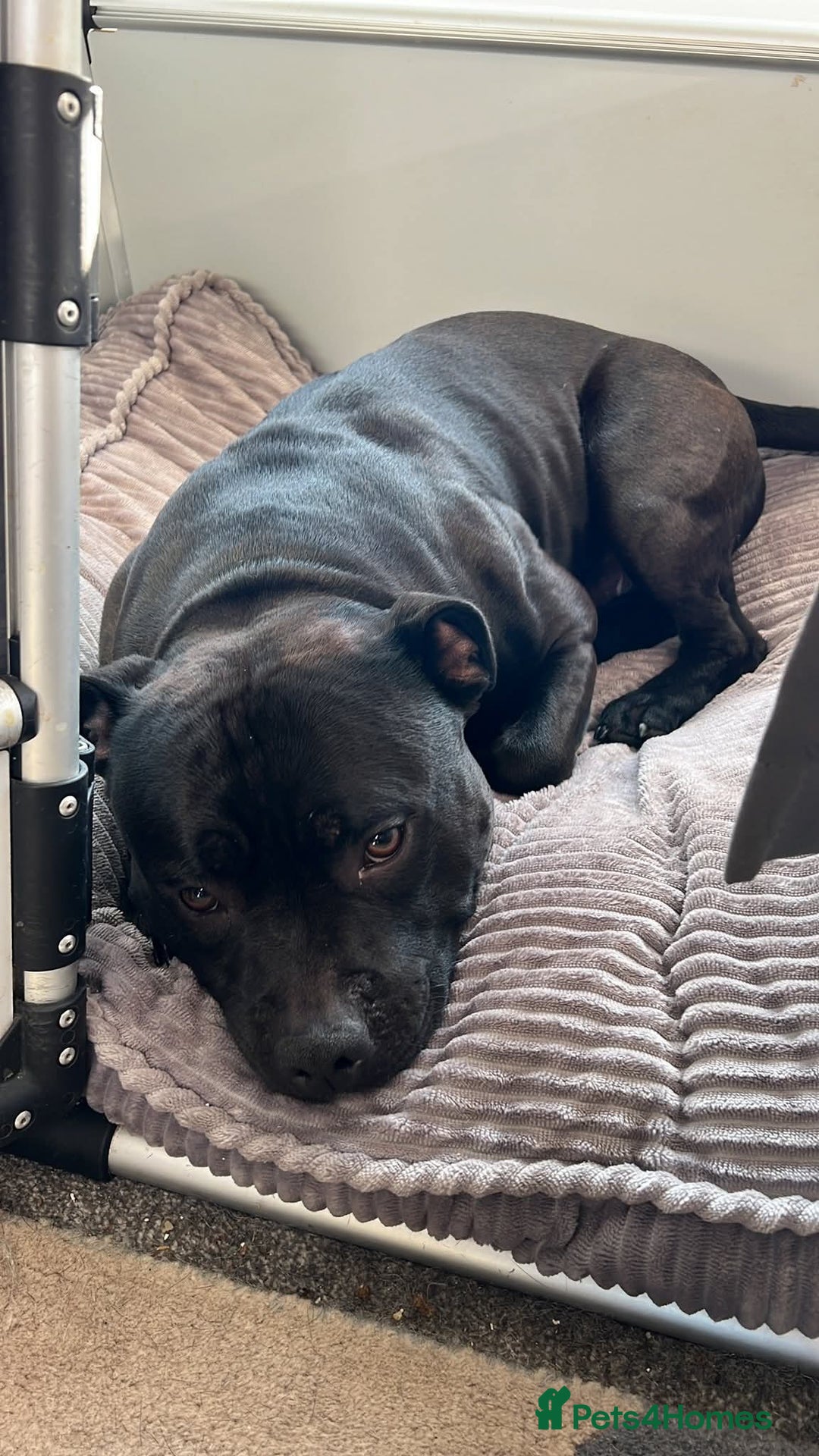 Staffordshire Bull Terrier dogs for stud: Staffordshire Bull Terrier  - Image 3