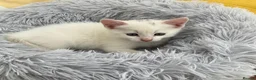 Mixed Breed cats for sale: Fluffy kittens looking for forever home - Advert 13