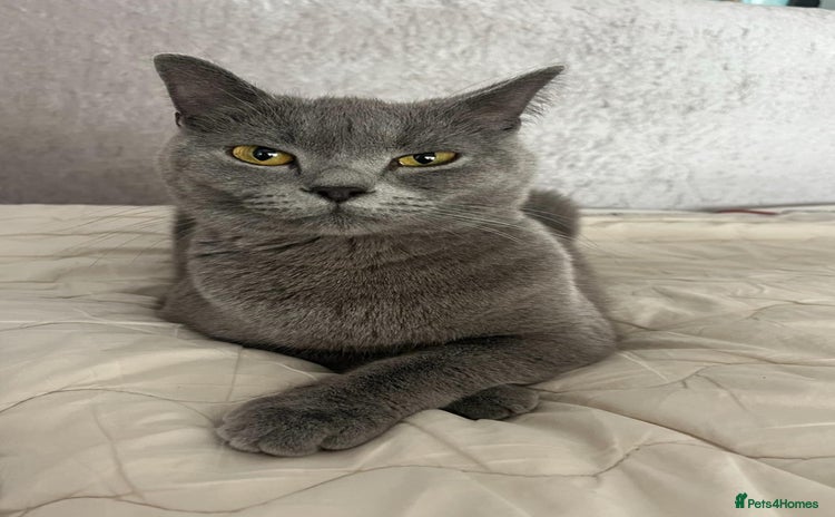 British Shorthair cats Full pedigree, British blue shorthair kittens. - Advert 1