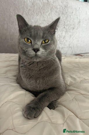 British Shorthair cats Full pedigree, British blue shorthair kittens. - Advert 1