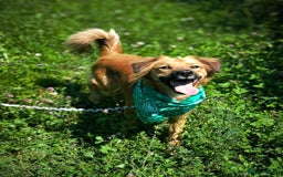 Mixed Breed dogs for adoption: 🐶💖 MIAH 💖🐶 - Image 15