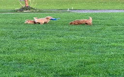 Golden Retriever dogs for sale: KC Registered Golden Retriever Puppies - Image 8