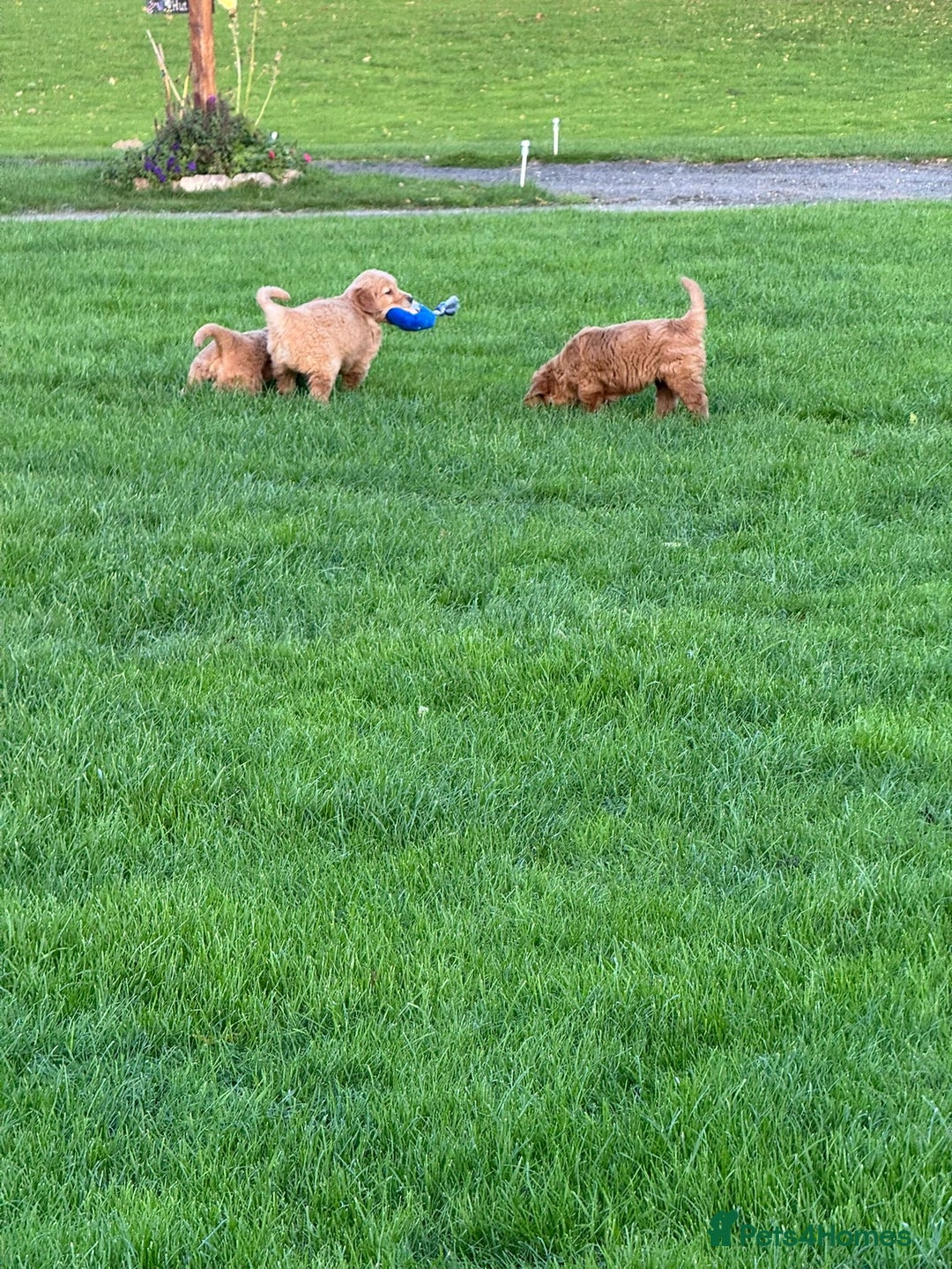 Golden Retriever dogs for sale: KC Registered Golden Retriever Puppies - Image 8