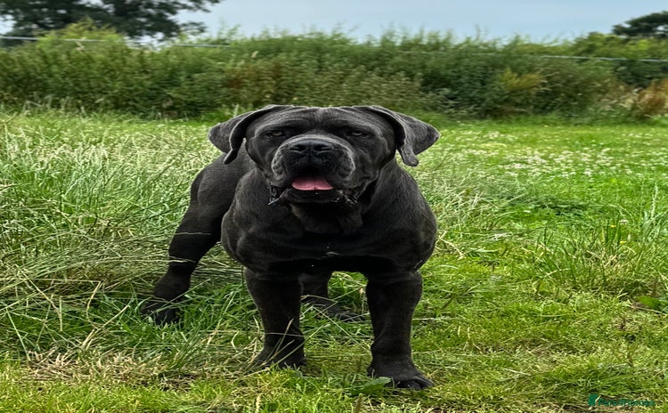 Cane Corso dogs in Carlisle - Advert 5