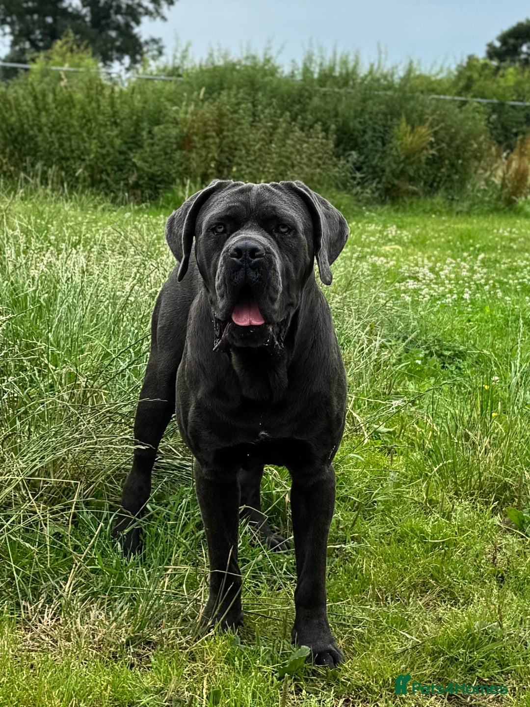 Cane Corso dogs for stud: Health tested Blue cane corso stud  in Carlisle - Image 1