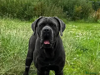 Cane Corso dogs Health tested Blue cane corso stud in Carlisle - Advert 2