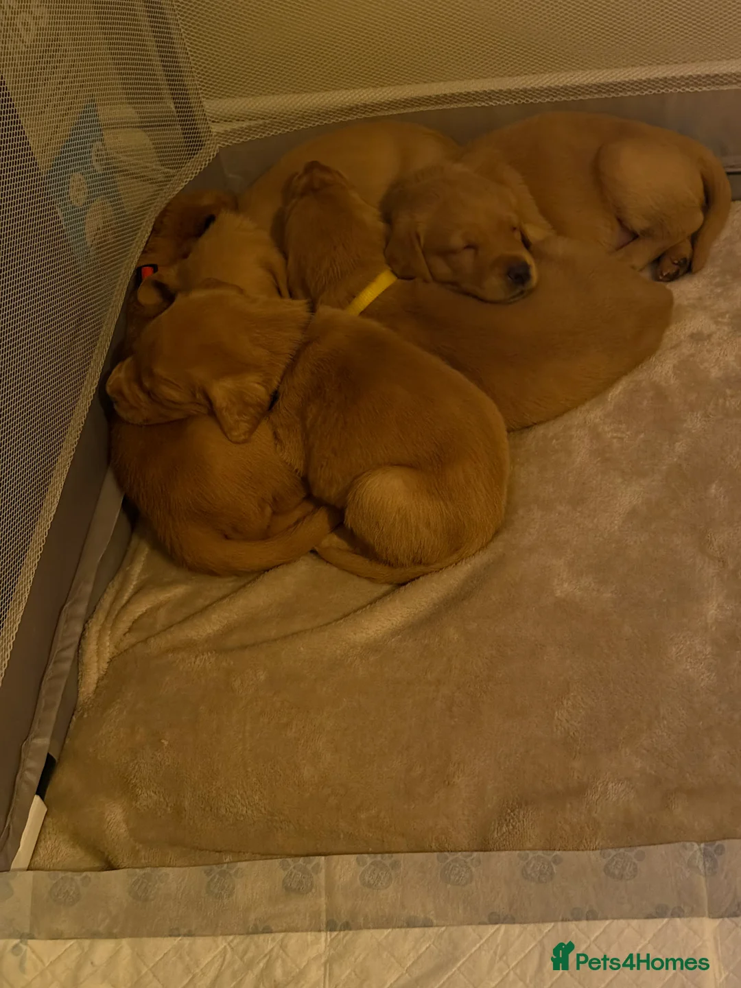 Goldador dogs for sale: Goldador Puppies  - Advert 13