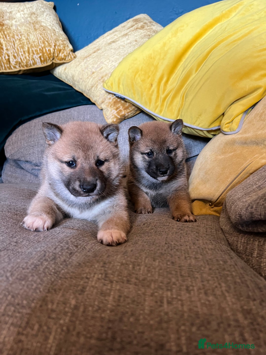 Japanese Shiba Inu dogs for sale: K.C reg Japanese Shiba Inu Puppies - Image 12