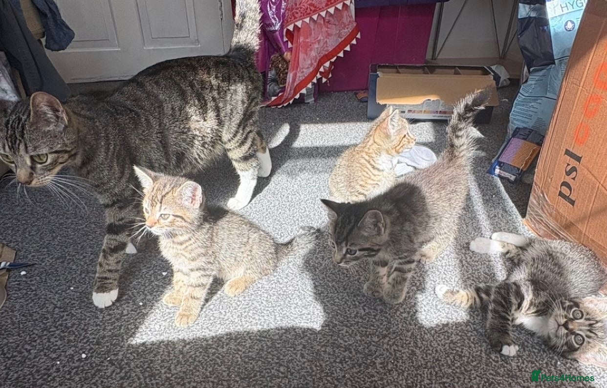 Mixed Breed cats 😍4 adorable tabby kittens😍 - Advert 1