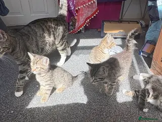 Mixed Breed cats 😍4 adorable tabby kittens😍 - Advert 5