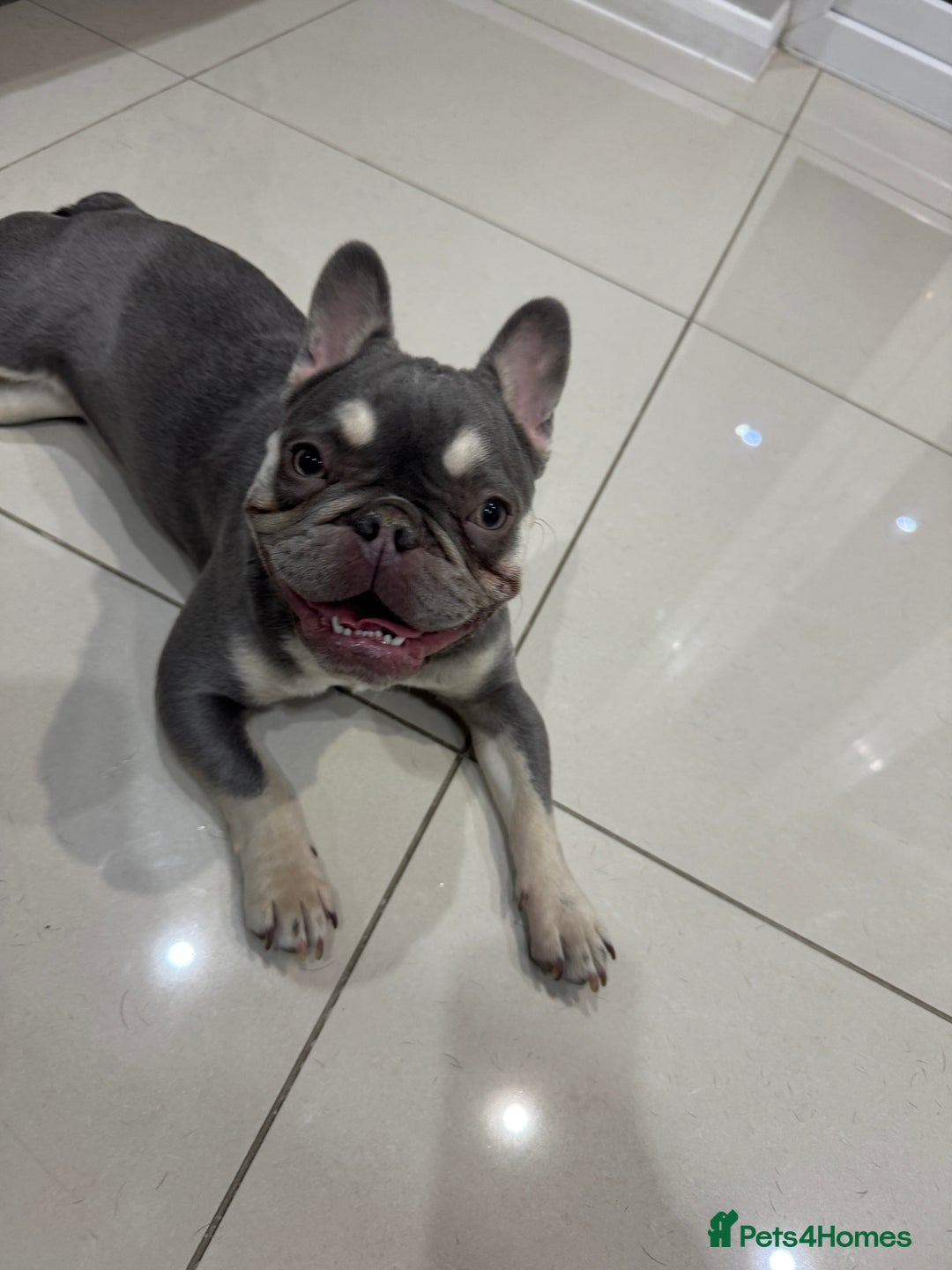 French Bulldog dogs for sale: KC Registered Female French Bull Dog - Advert 1