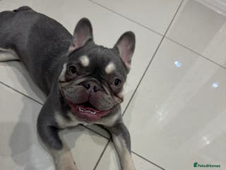 French Bulldog dogs KC Registered Female French Bull Dog - Advert 17