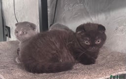 Scottish Fold cats for sale: Scotish kitten  - Image 17