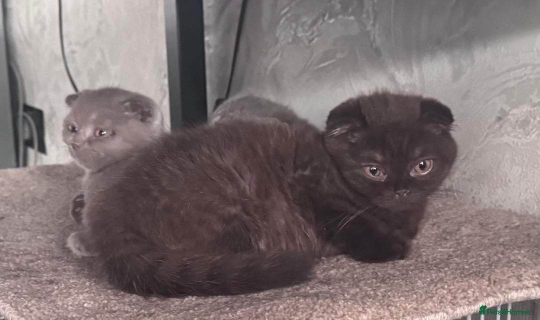 Scottish Fold cats for sale: Scotish kitten  - Image 17