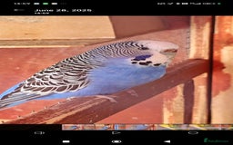 Budgerigars birds for sale: Budgies (Parakeets) for sale! - Image 10