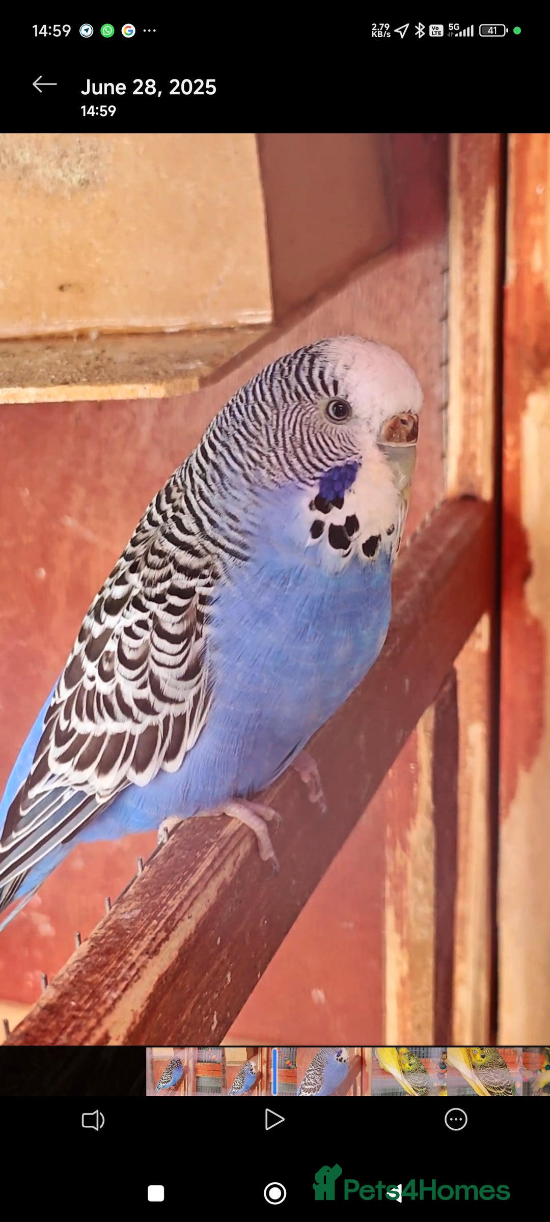 Budgerigars birds for sale: Budgies (Parakeets) for sale! - Image 10