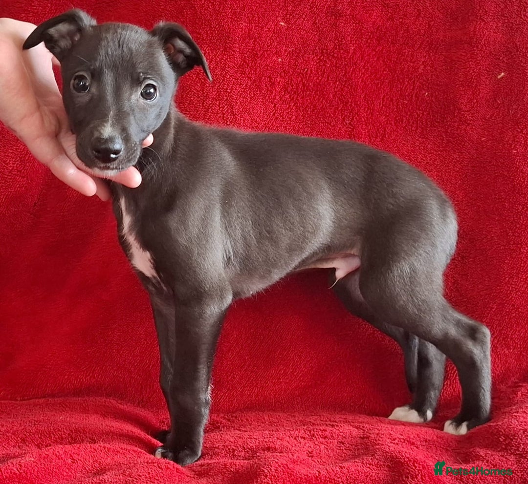 Whippet dogs for sale: Sporting bred whippet puppies  - Advert 3