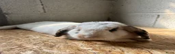 Mini Lop rabbits for sale: Young rabbit  - Advert 3