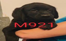Goldador dogs for sale: Lovely Goldendor / Goldador Puppies - Image 6
