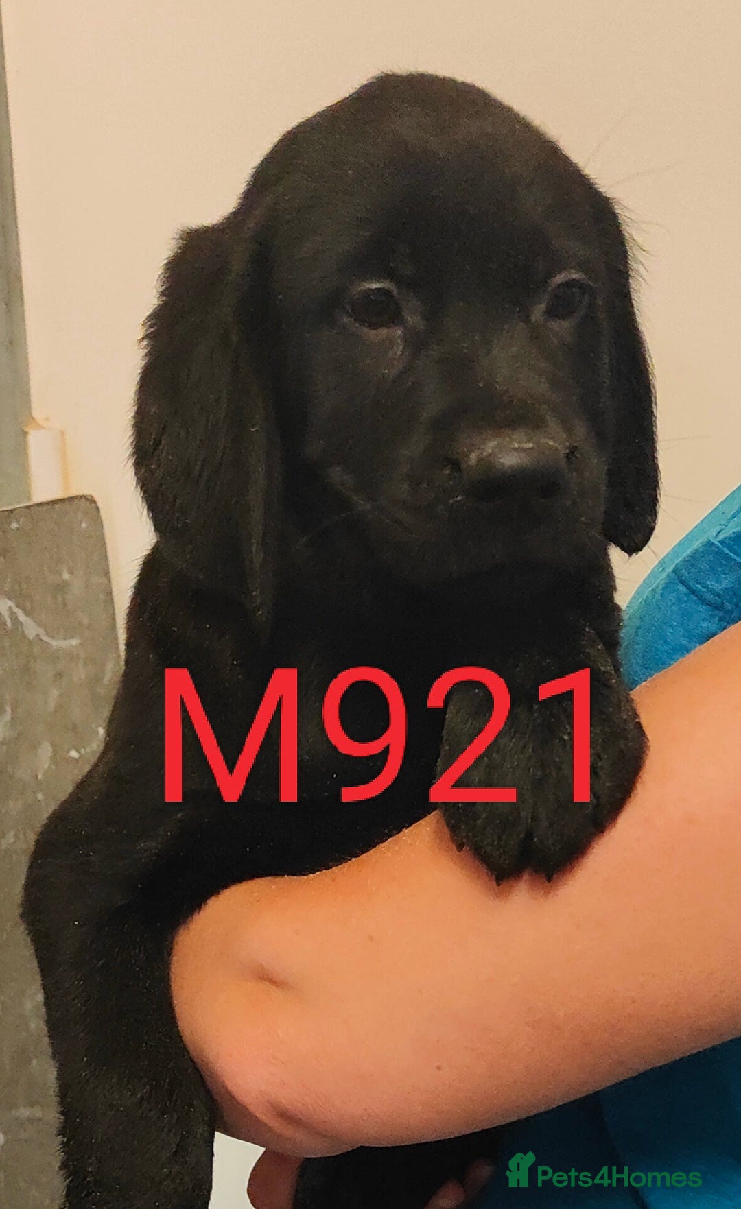 Goldador dogs for sale: Lovely Goldendor / Goldador Puppies - Image 6