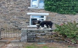 Bearded Collie dogs for sale: Working Bearded Collie pups. - Image 5