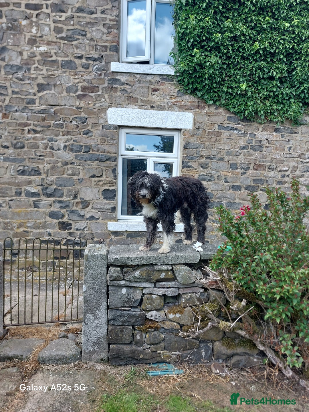 Bearded Collie dogs for sale: Working Bearded Collie pups. - Image 5