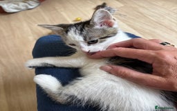 Mixed Breed cats for sale: Male kitten ready for his forever home.  - Image 11