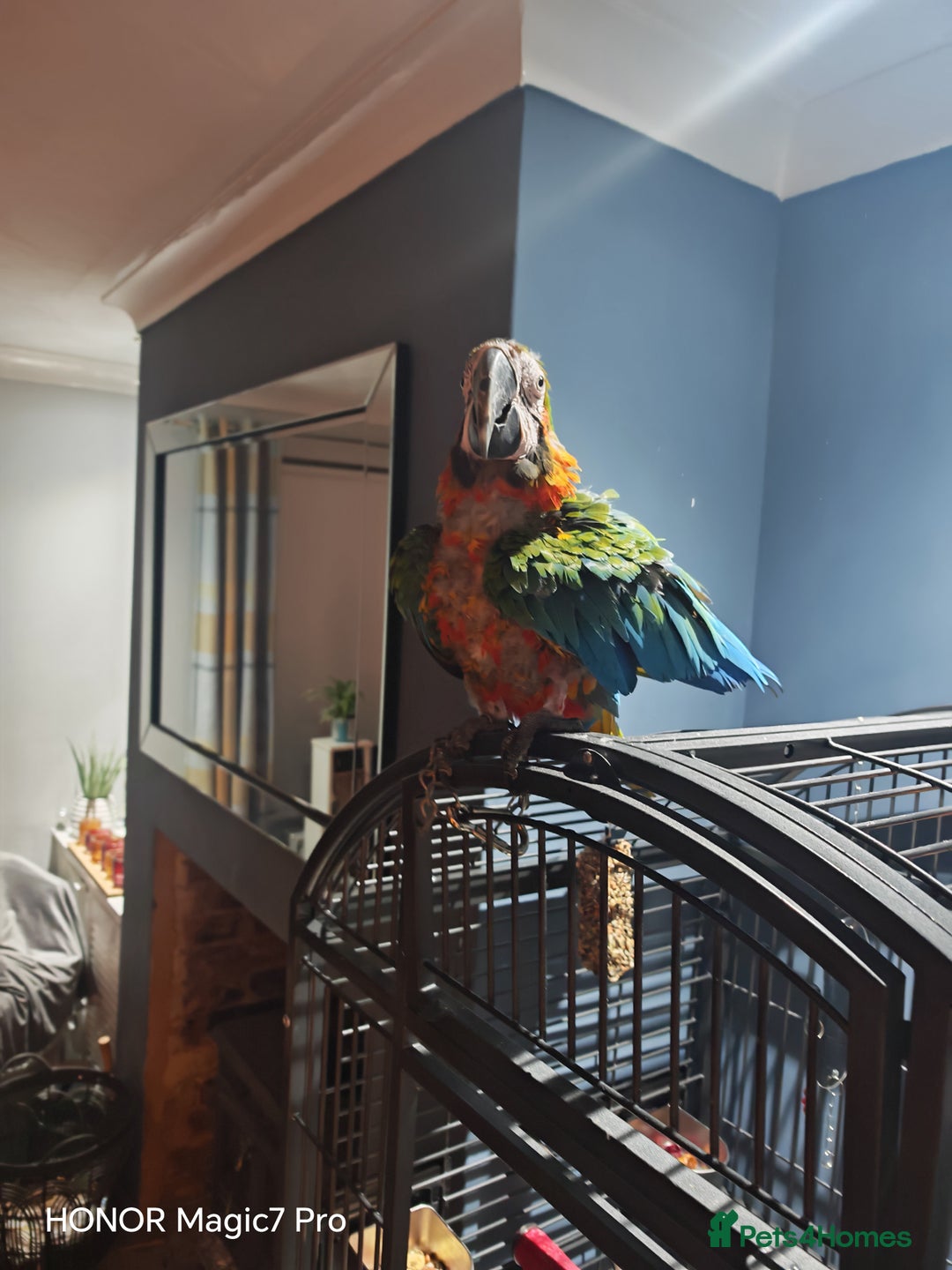 Macaws birds for sale: Harlequin macaw - complete set up  - Advert 1
