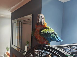 Macaws birds Harlequin macaw - complete set up - Advert 2