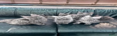 Maine Coon 4