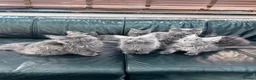 Maine Coon cats for sale: Maine Coon Kittens XXL – Blue. Beautiful - Advert 5