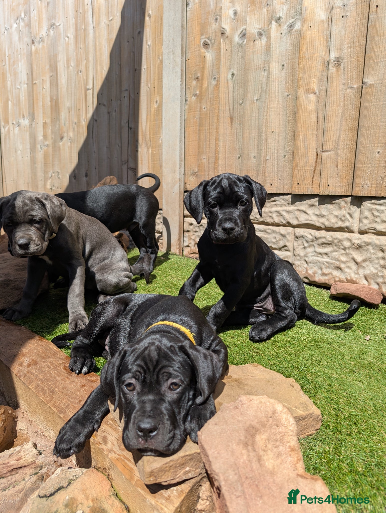 Cane Corso dogs Cane corso puppies  - Advert 11