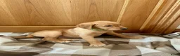 Goldador dogs for sale:  ♥️Gorgeous Puppies Ready For Walks ♥️ - Advert 16