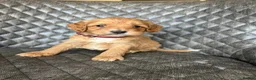 Cockapoo dogs for sale: ***Waiting Lists Now Open*** in Deal - Advert 2