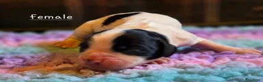 Mixed Breed Puppy 6