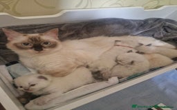 Ragdoll cats for stud: Male (Ragdoll Stud)🐱 in Wednesbury - Image 4