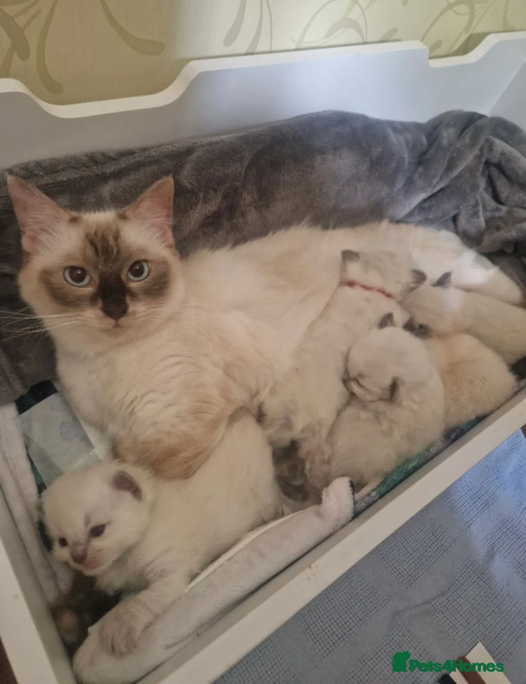 Ragdoll cats for stud: Male (Ragdoll Stud)🐱 in Wednesbury - Advert 5