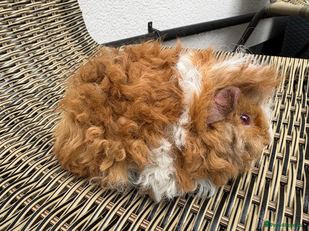 Guinea Pig rodents for sale:  Lunkarya boar  - Advert 5
