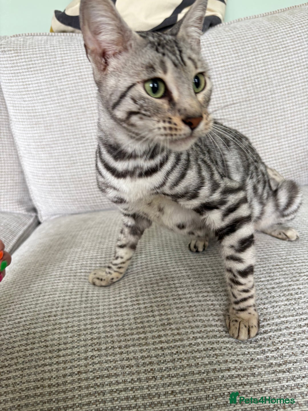 Toyger cats for sale: Superb rare silver Toyger girl  - Image 13
