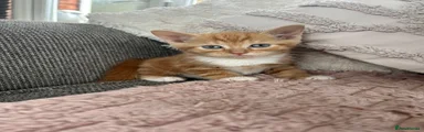 British Shorthair 3