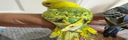 Conures birds for sale: Green check conures tamed - Advert 15