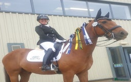 Danish Warmblood horses for sale: Ivan Beautiful Gelding sired by Cupido x Ultima - Image 1