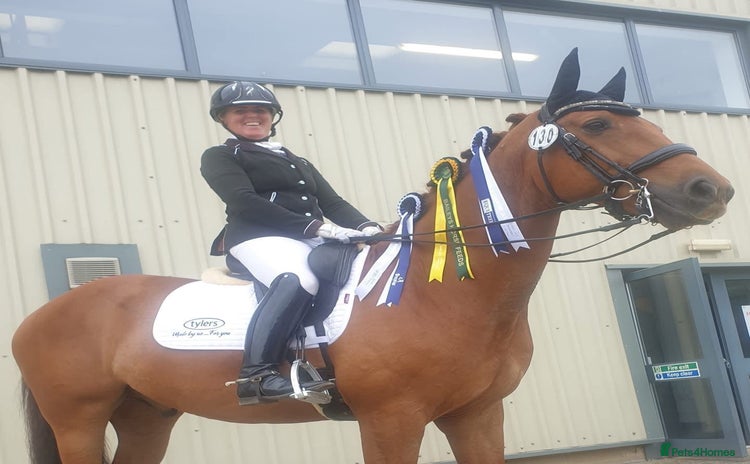 Danish Warmblood horses - Advert 16