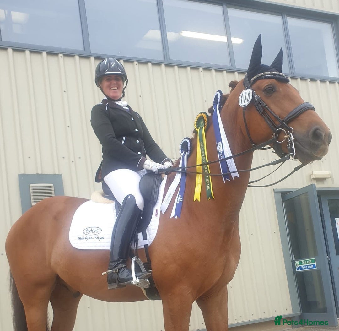 Danish Warmblood horses for sale: Ivan Beautiful Gelding sired by Cupido x Ultima - Image 1