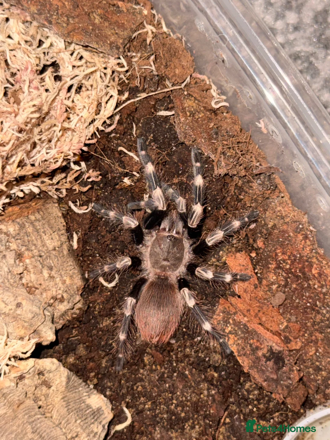 Spiders invertebrates for sale:  Tarantulas Available in Oldham - Advert 2