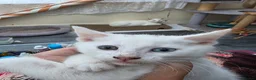 Turkish Angora cats for sale: Cute kittens in Leigh-on-Sea - Advert 7