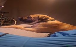 Cane Corso dogs for sale: Cane corso  - Image 3